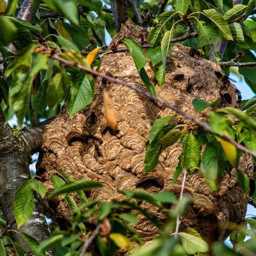 nid frelons arbre Stop Insectes 81