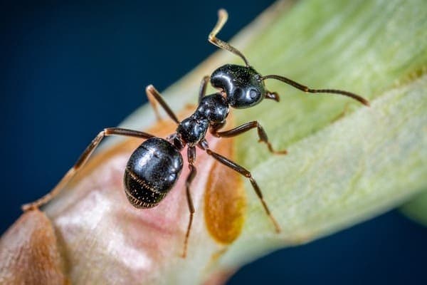 fourmi charpentière Stop Insectes 81